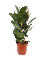 Фикус Эластика микс 3 РР