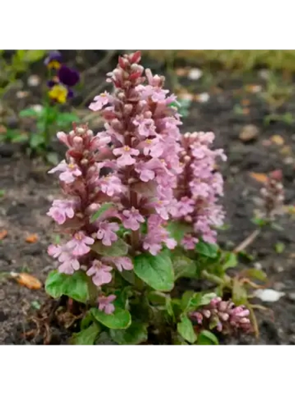 Живучка ползучая Розеа