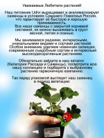 Пеларгония межвидовая Экстремальная Мила
