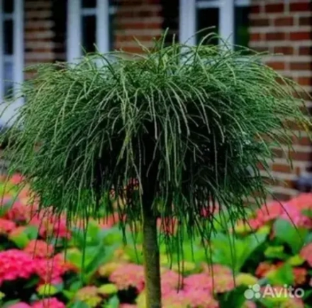 Туя складчатая Випкорд Ра80 С20 20-30