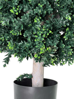 Самшит шаровидный 60х45 см.