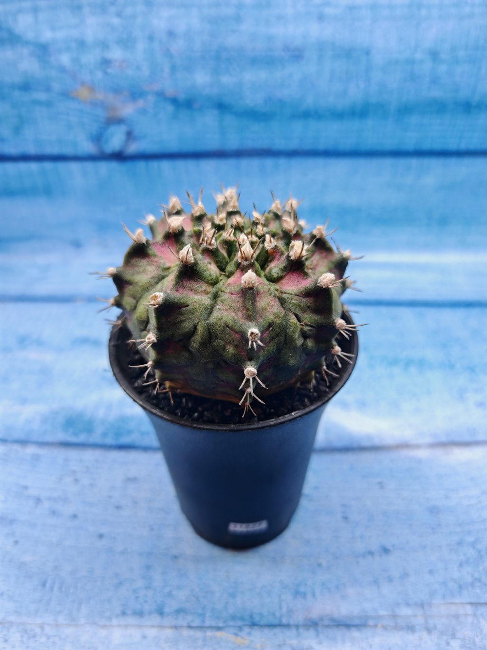 Gymnocalycium T-Rex Pink hybride (Гимнокалициум T-rex)