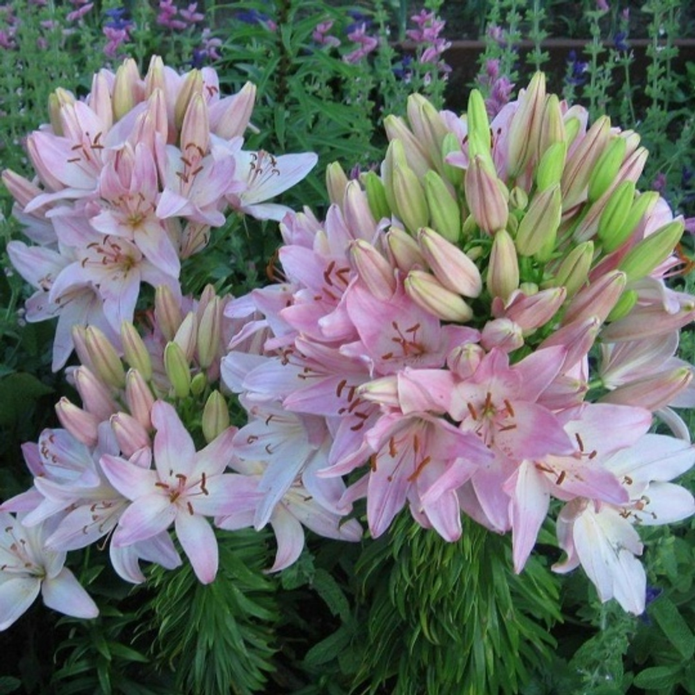 Лилия Marlene (Азиатский гибрид)