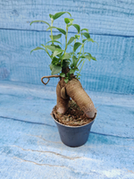 Ficus Microcarpa (Фикус Микрокарпа)