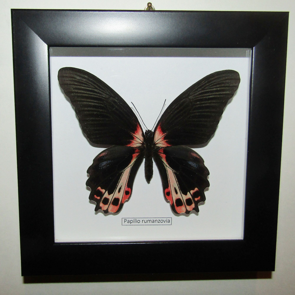 Бабочка Historis odius в рамке