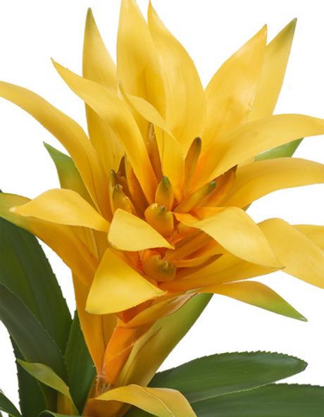 Гусмания желтая большая 40 см