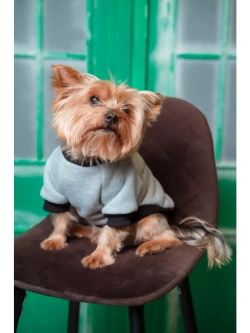 Толстовка для собак и кошек