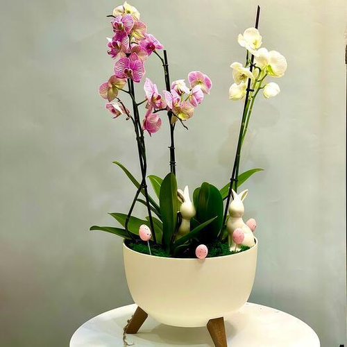Орхидеи в кашпо с пасхальным декором. Орхидея 002 Chalet Green