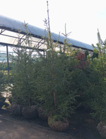 Ель обыкновенная (ком) 250-300