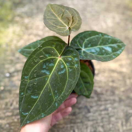 Антуриум RED CRYSTALLINUM x RED DARK PHOENIX
