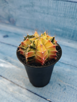 Gymnocalycium Variegata (Гимнокалициум Вариегатный)