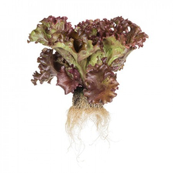 Салат Орбитал 10шт ВитаГрин ЭКСТРА