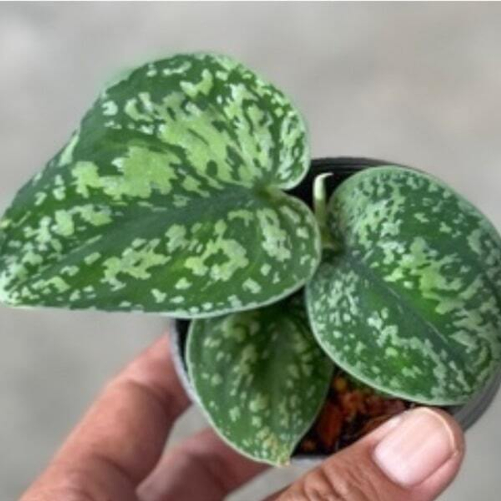 Сциндапсус N1 BORNEO