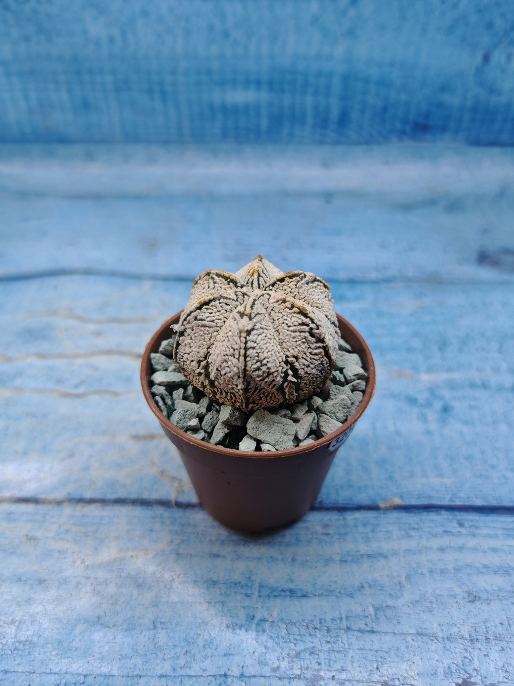Astrophytum Asterias "Super Kabuto" (Астрофитум)