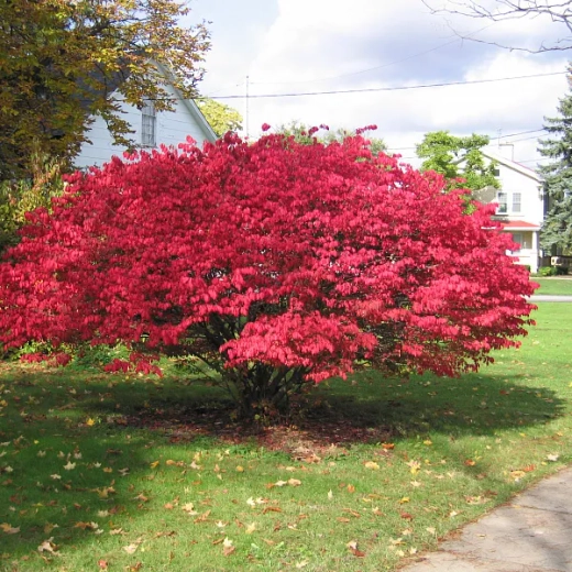 Бересклет крылатый компактус С3 Закупка М60 июнь 2026