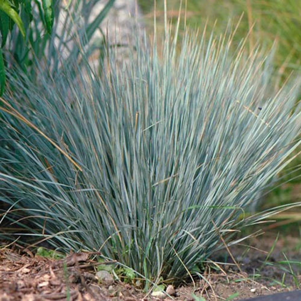 Овсец вечнозеленый. Helictotrichon sempervirens.