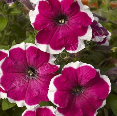 S60197 Петуния кустовая Grandiflora Can Can Picotee Velvet 10 шт.