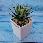 Aloe Haworthioides (Алоэ)