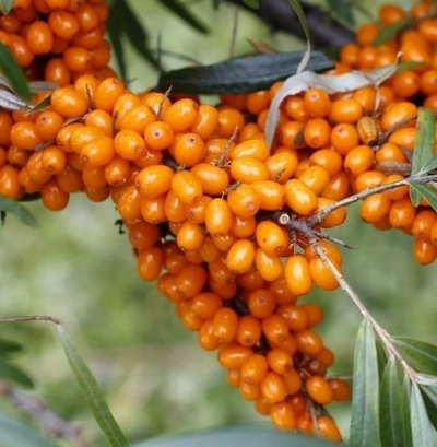 Облепиха Великан(жен.)