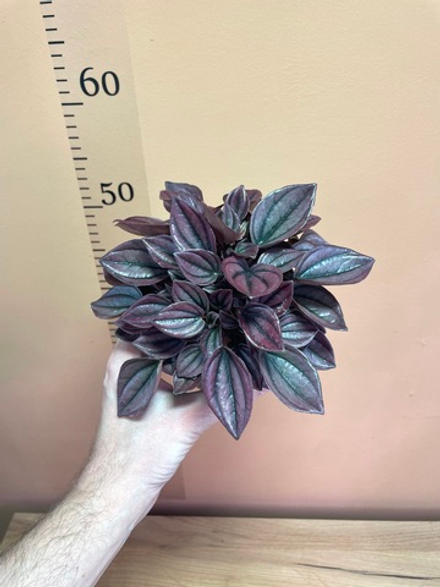 Пеперомия Кейна, D12см Н20см, Нидерланды