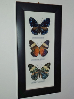 Бабочки Гамадриасы в рамке