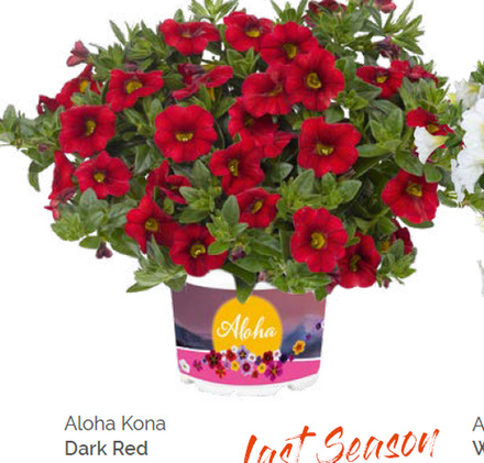 Калибрахоа Aloha Kona Dark Red укорененный черенок ОКС февраль 26 Dummen Orange
