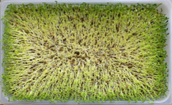 Микрозелень горошка