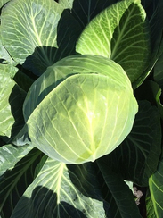 Декурион F1 семена капусты белокочанной (Clause / Клос)