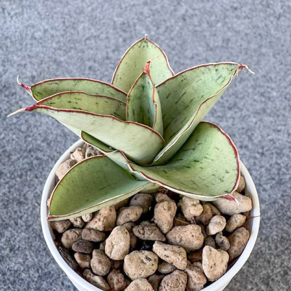 Сансевиерия ALBUS