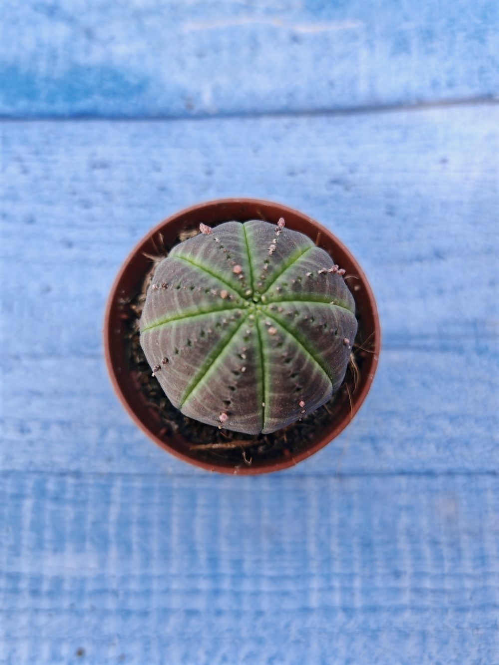 Euphorbia Obesa (Эуфорбия)