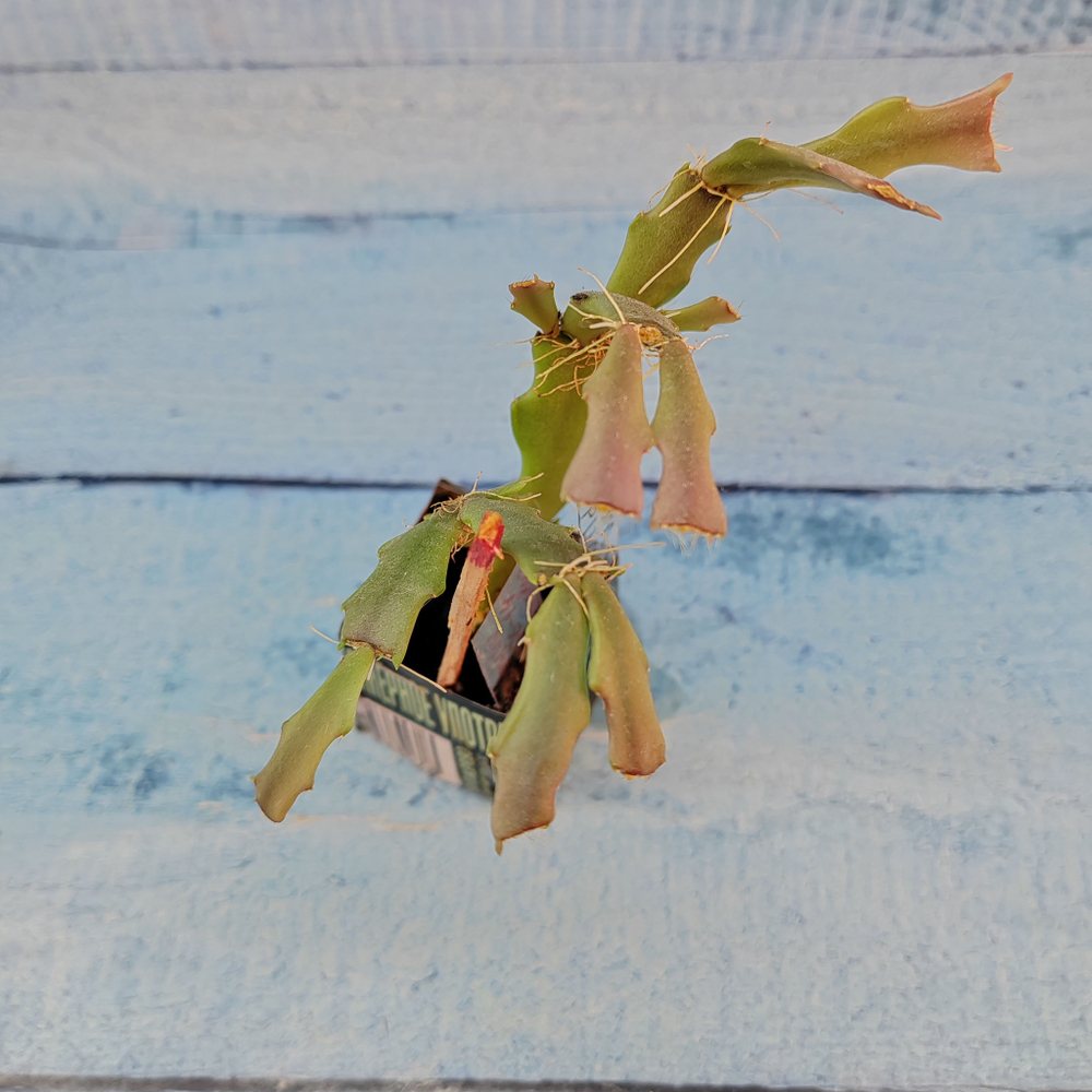 Schlumbergera Thor Wild Cactus White (Декабрист)