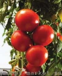 Тамесис F1 семена томата индетерминантного (Nunhems / Нюнемс)