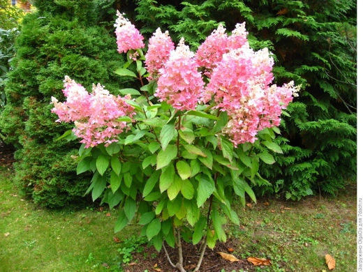 Гортензия метельчатая "Ангел Блаш" 7,5л