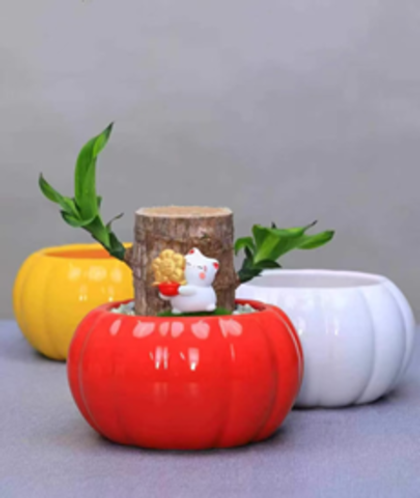 Драцена fragrans в керамическом горшке д. 10