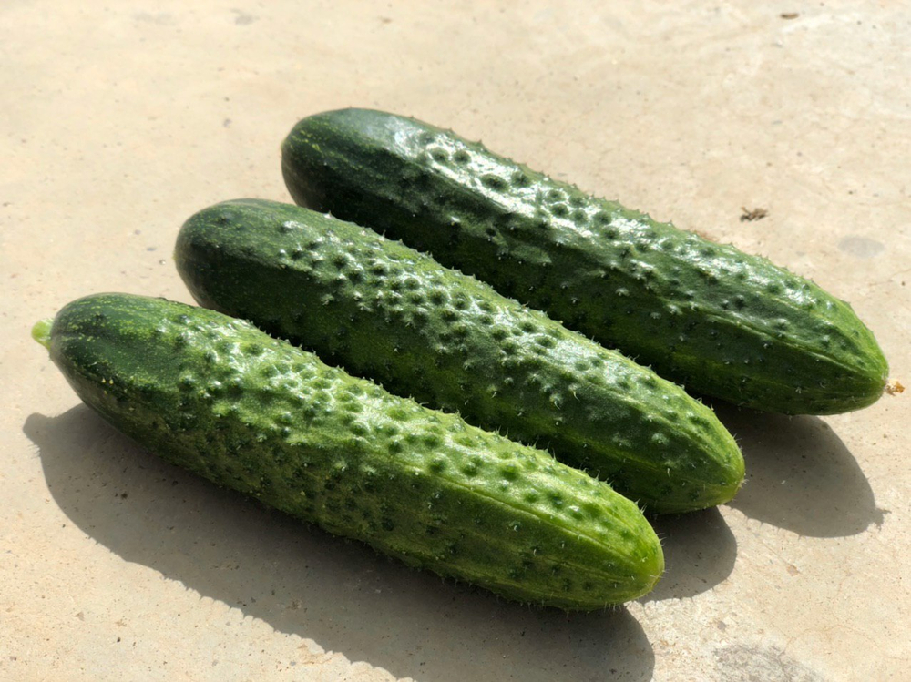 Баде F1 семена огурца партенокарпического ( Yuksel Tohum / )