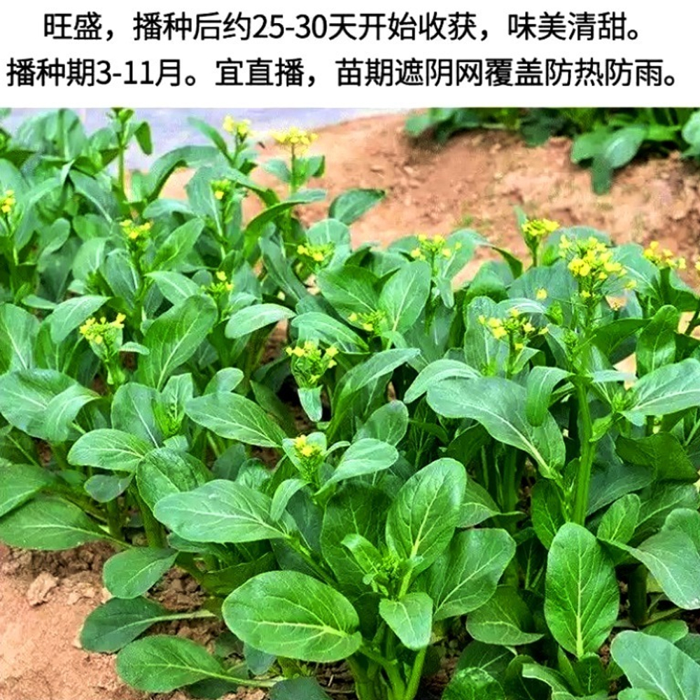 Гуандунская Спаржевая Капуста Цай Синь - 广东菜心 - Guangdong Cai Xin