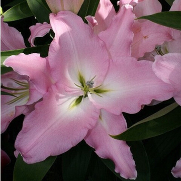 Лилия Бурлеска