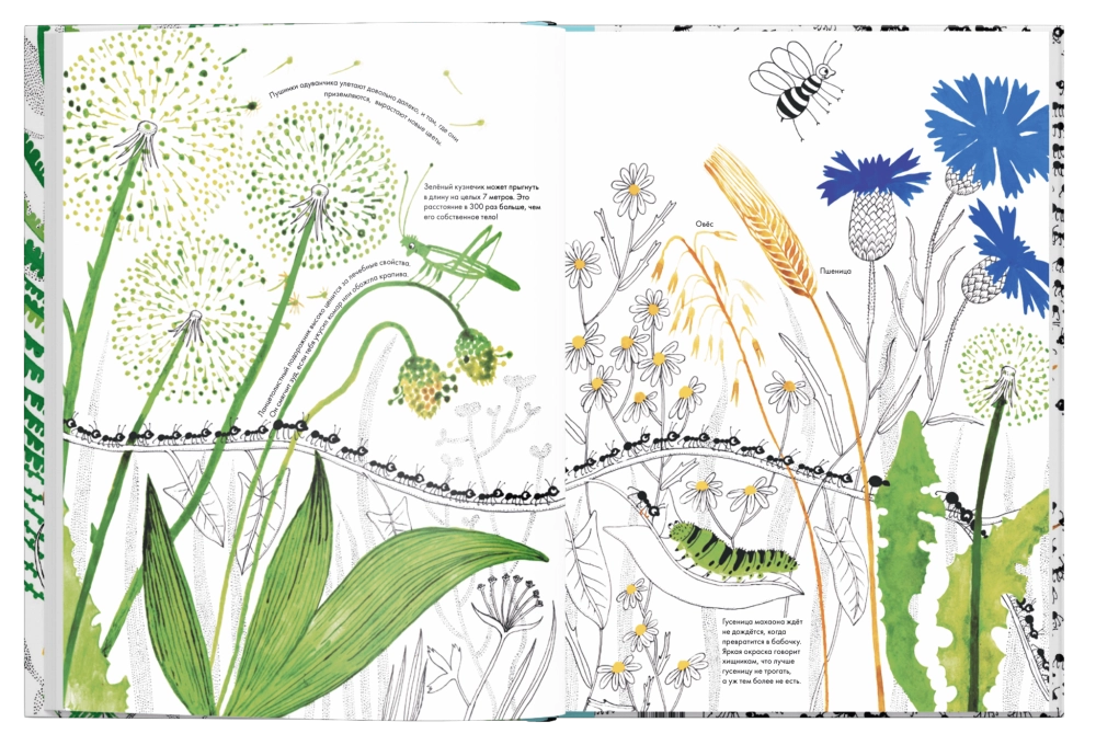 Тысяча и один муравей