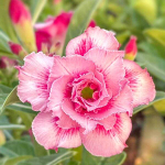 Адениум PINK SAIGON