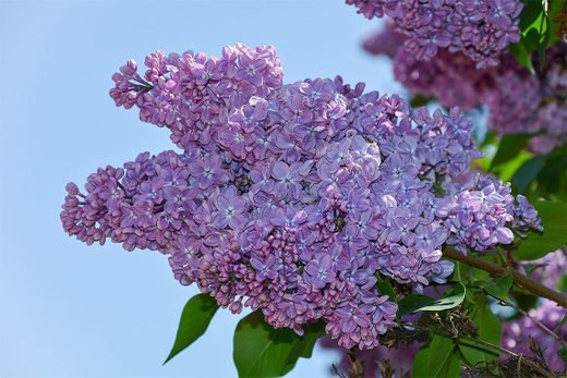 Сирень обыкновенная Мечта Закупка М64 май 2026