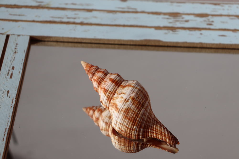 Ракушка Плеуроплока Филаментоза (Filifusus filamentosus)