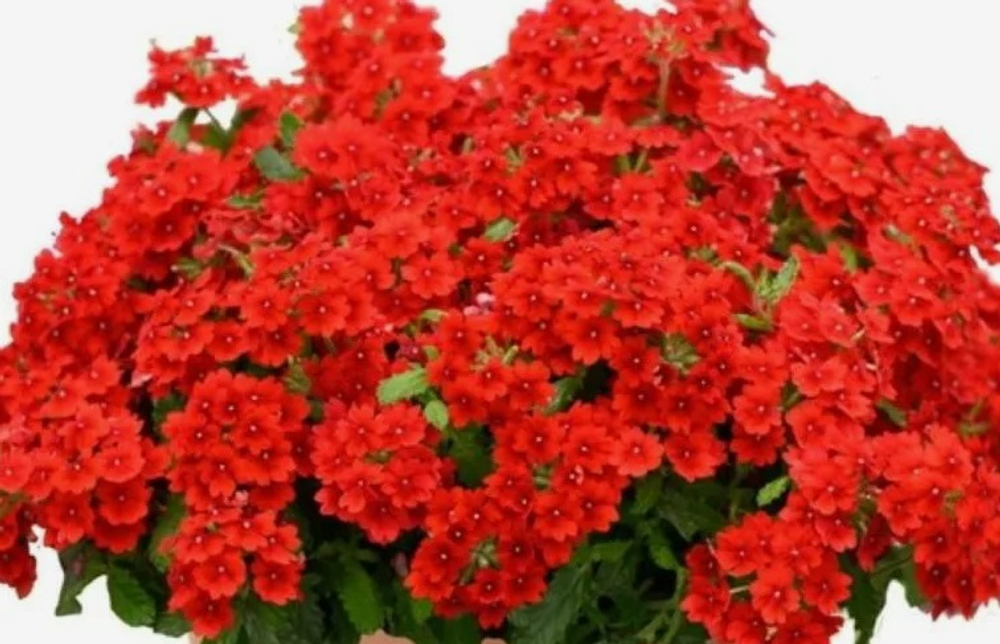 ЕВРО Вербена Verbena Vanessa Compact Hot Red укор черенок