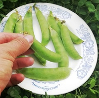 Горох Мангетоут Сладкая Сенсация - Mangetout Peas Sweet Sensation