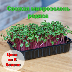 Свежая микрозелень редиса в боксах / 6 боксов / суперфуд
