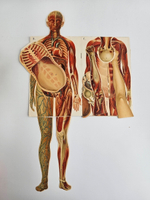 "Новый способ лечения. Лечение целебными силами природы."  М. Платен. 1906 г.