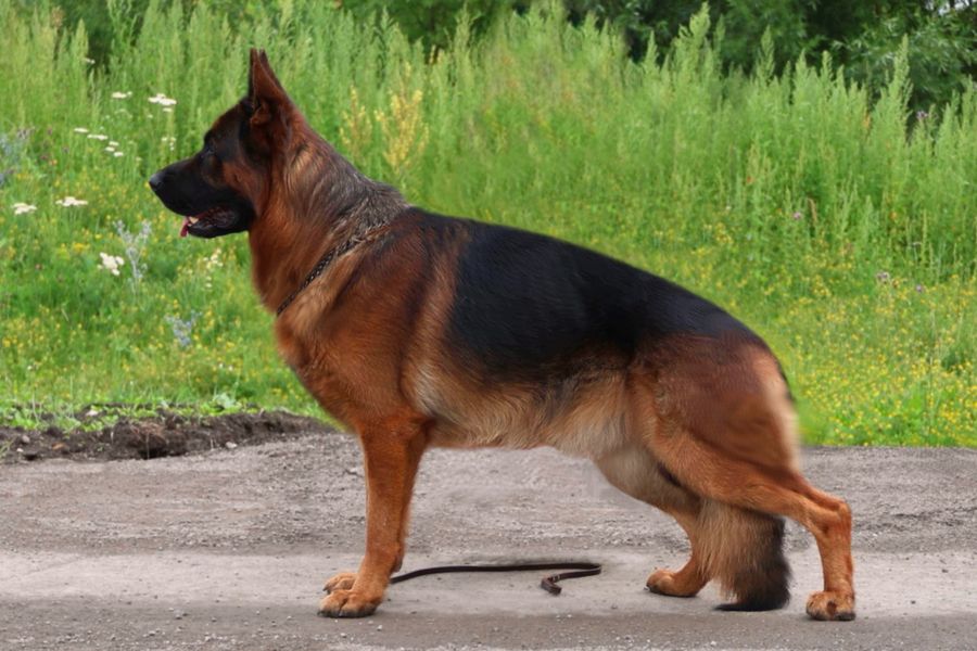 Стандартные кобели