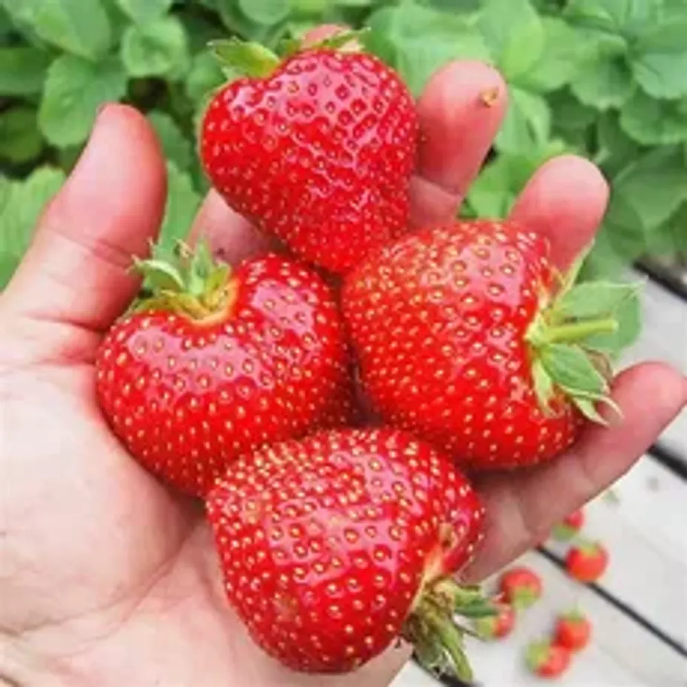 Земляника садовая Флоренс Р9 Закупка М65 май-июнь 2026