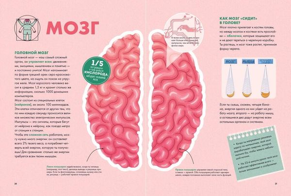 Твое тело. Как оно работает и меняется