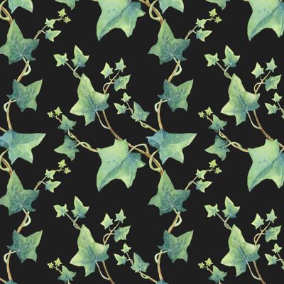 Зеленый плющ на черном фоне