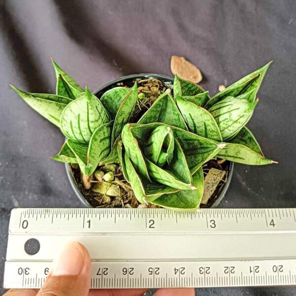 Сансевиерия MINI ROSE